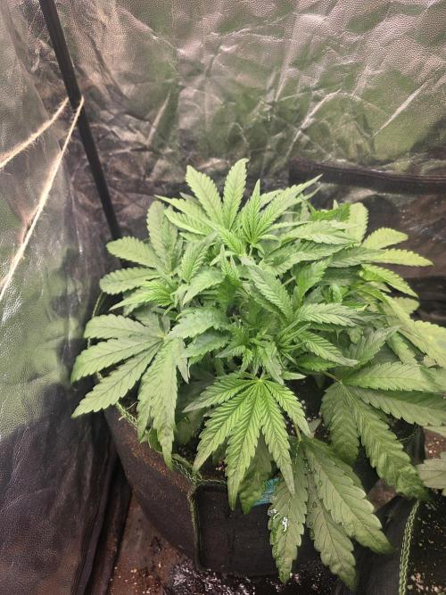 Fastbud Auto Mixed Zelt. Week 4