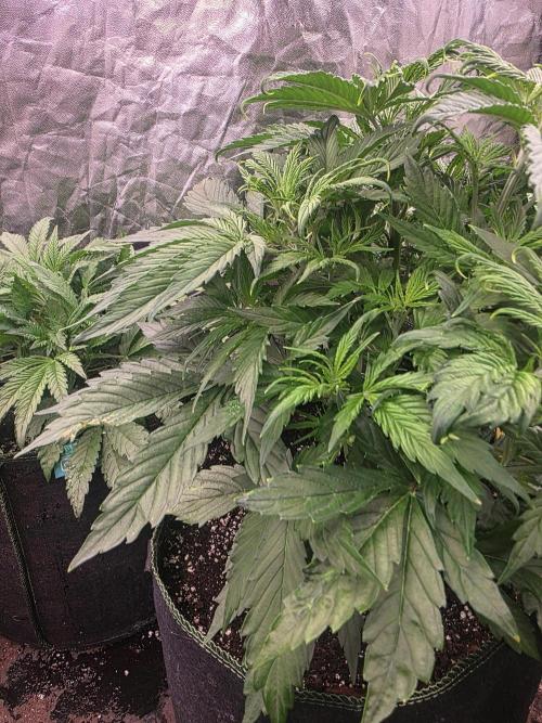 Fastbud Auto Mixed Zelt. Week 4