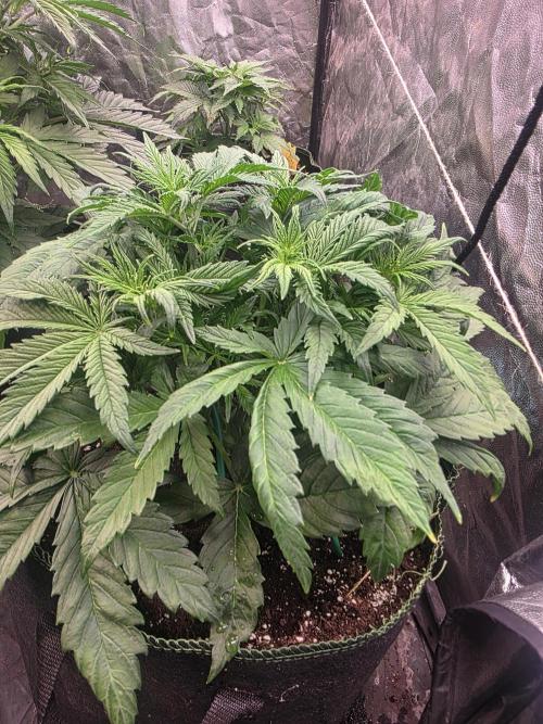 Fastbud Auto Mixed Zelt. Week 4