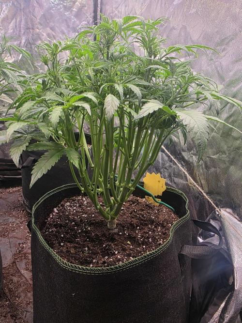 Fastbud Auto Mixed Zelt. Week 5