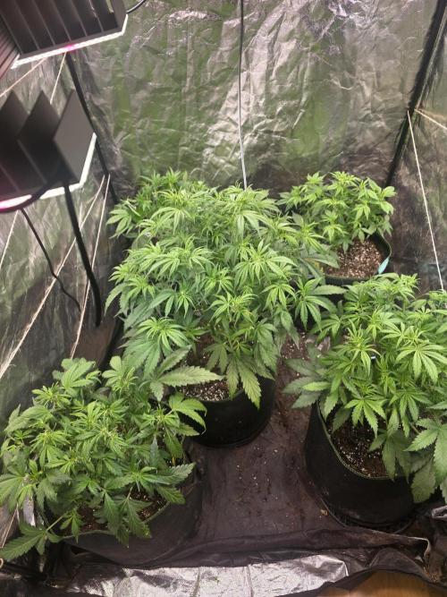 Fastbud Auto Mixed Zelt. Week 5