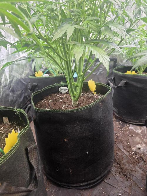 Fastbud Auto Mixed Zelt. Week 5