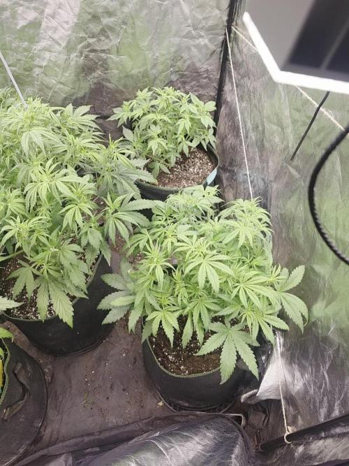 Fastbud Auto Mixed Zelt