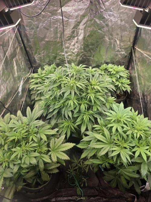 Fastbud Auto Mixed Zelt. Week 5