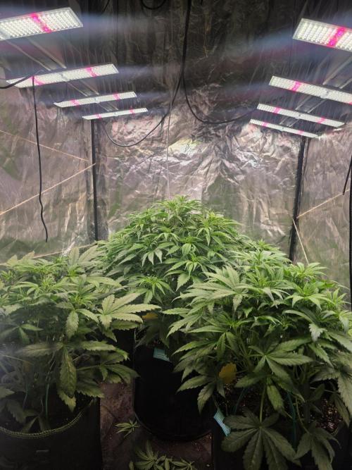 Fastbud Auto Mixed Zelt. Week 5