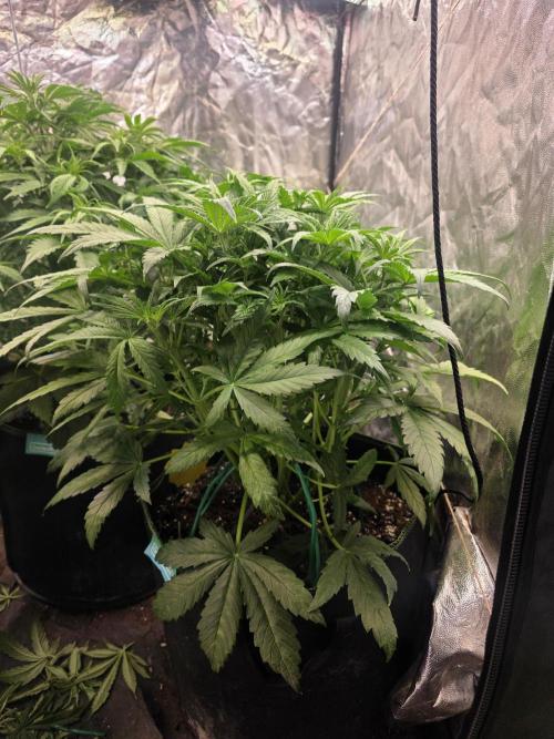 Fastbud Auto Mixed Zelt. Week 5