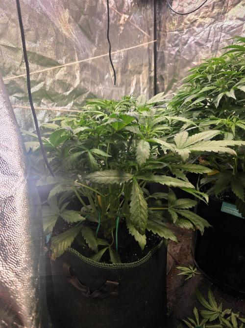 Fastbud Auto Mixed Zelt. Week 5