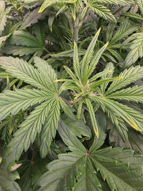 Fastbud Auto Mixed Zelt. Week 5