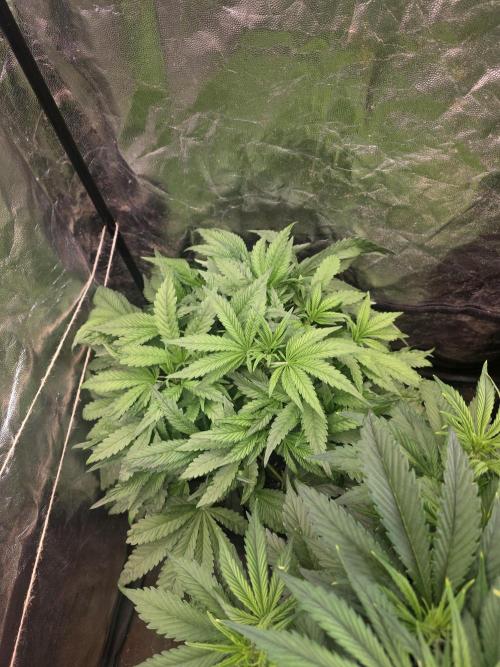 Fastbud Auto Mixed Zelt. Week 5