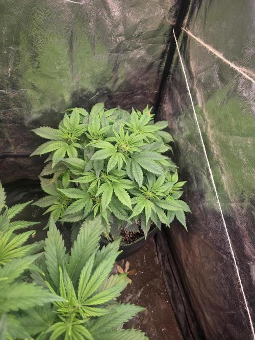 Fastbud Auto Mixed Zelt. Week 5