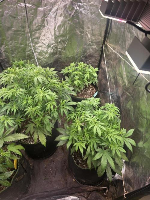 Fastbud Auto Mixed Zelt. Week 5