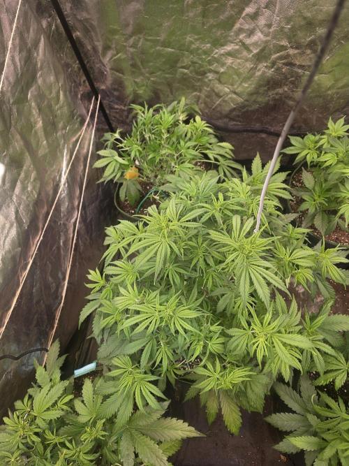 Fastbud Auto Mixed Zelt. Week 5