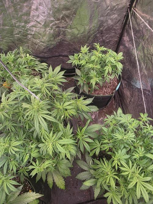 Fastbud Auto Mixed Zelt. Week 5