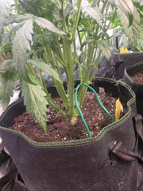 Fastbud Auto Mixed Zelt. Week 5