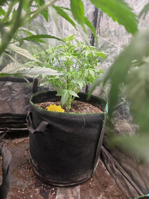 Fastbud Auto Mixed Zelt. Week 5