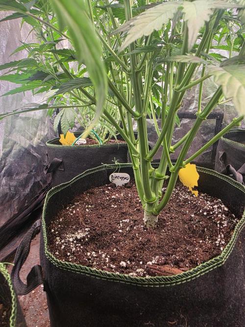 Fastbud Auto Mixed Zelt. Week 5