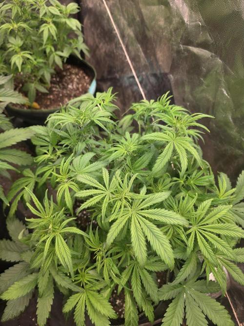 Fastbud Auto Mixed Zelt. Week 5