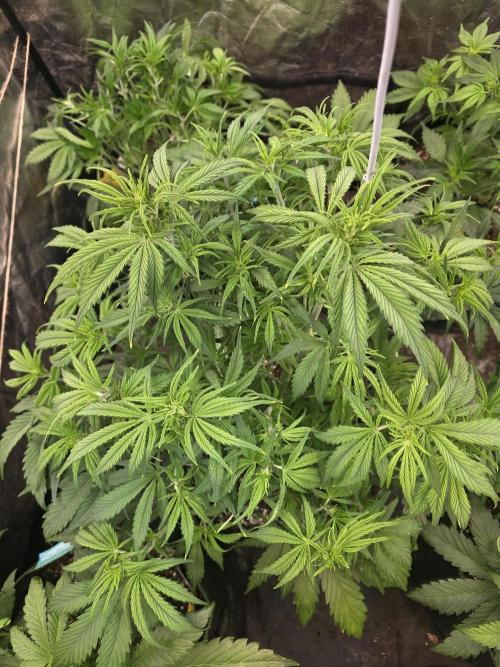 Fastbud Auto Mixed Zelt. Week 5