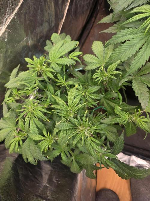 Fastbud Auto Mixed Zelt. Week 5