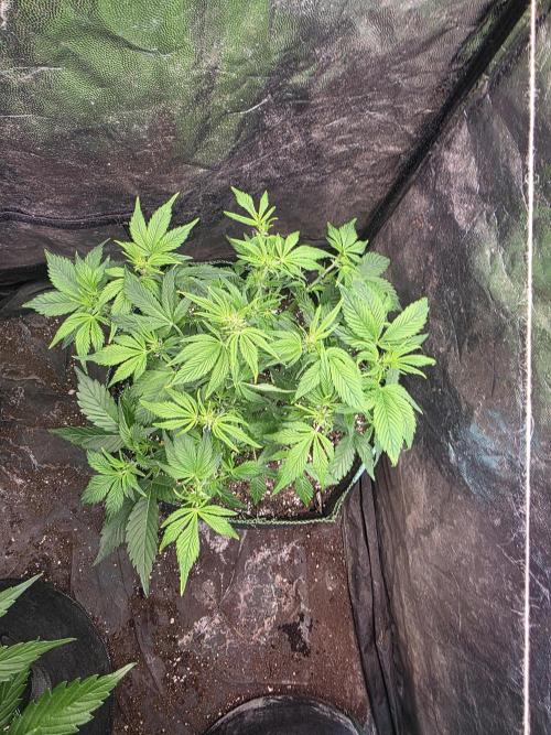 Fastbud Auto Mixed Zelt. Week 5