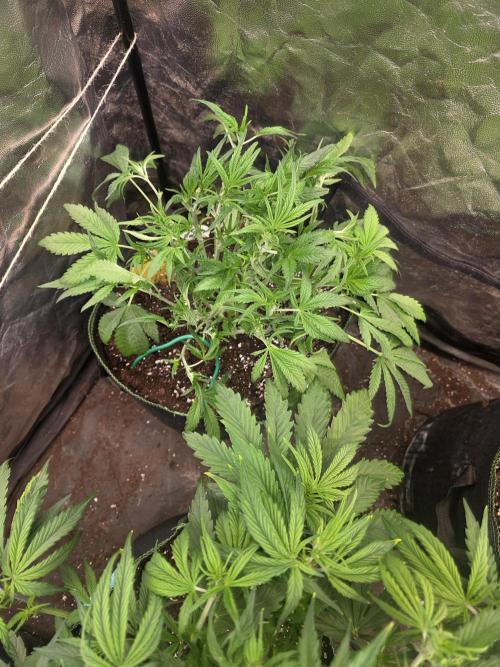 Fastbud Auto Mixed Zelt. Week 5