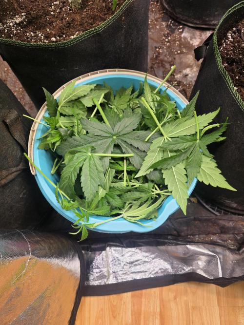 Fastbud Auto Mixed Zelt. Week 5