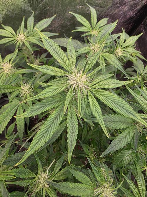 Fastbud Auto Mixed Zelt. Week 6