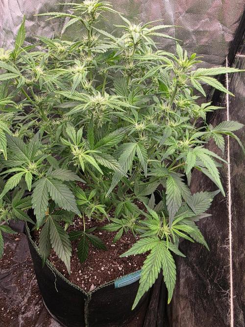 Fastbud Auto Mixed Zelt. Week 6