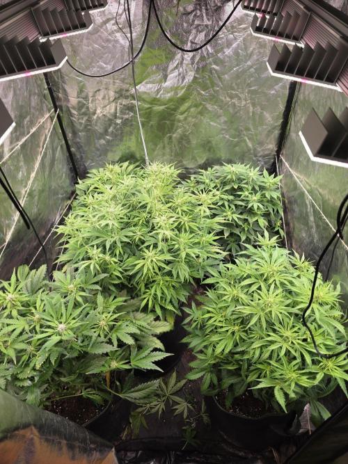 Fastbud Auto Mixed Zelt. Week 6