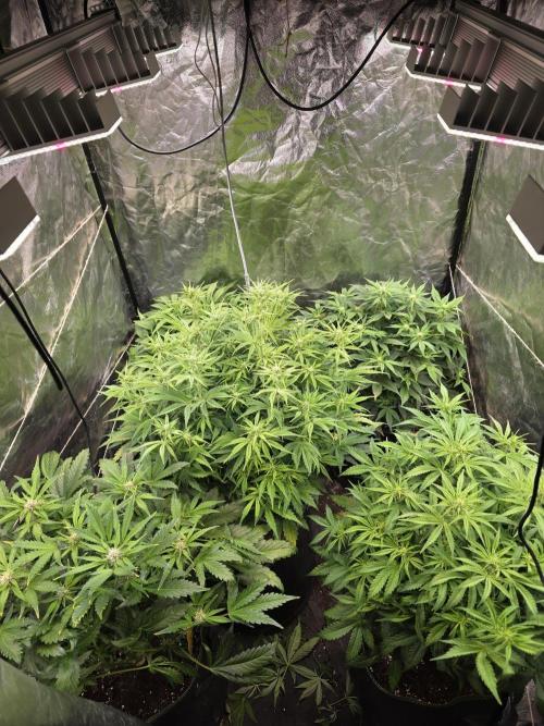 Fastbud Auto Mixed Zelt. Week 6