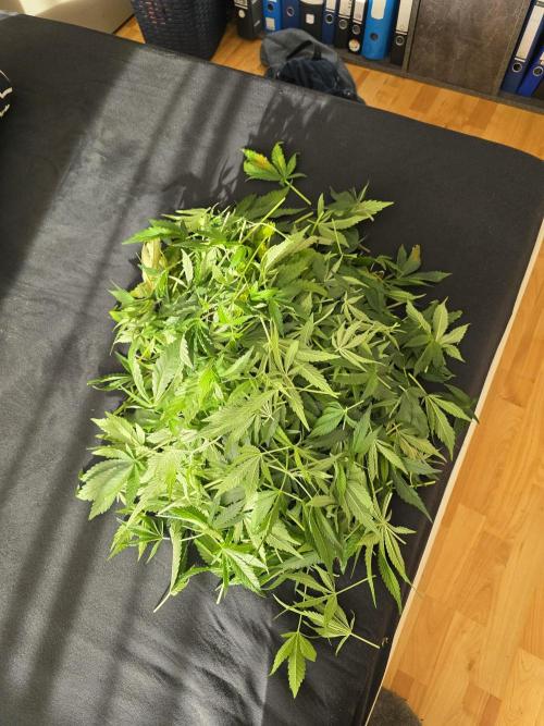 Fastbud Auto Mixed Zelt. Week 6