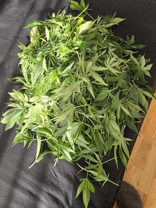 Fastbud Auto Mixed Zelt. Week 6