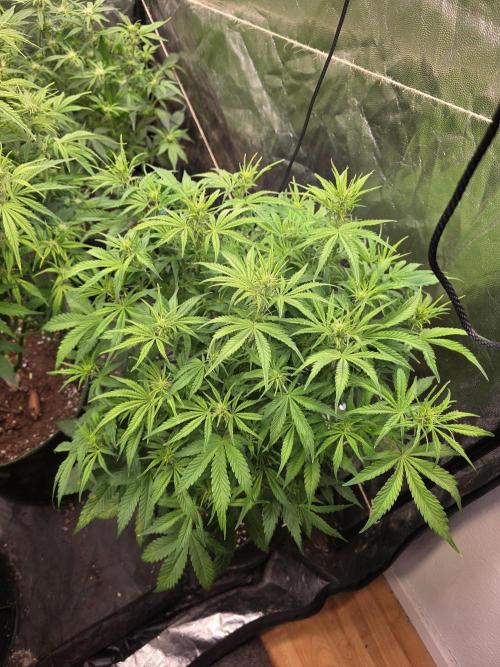 Fastbud Auto Mixed Zelt. Week 6