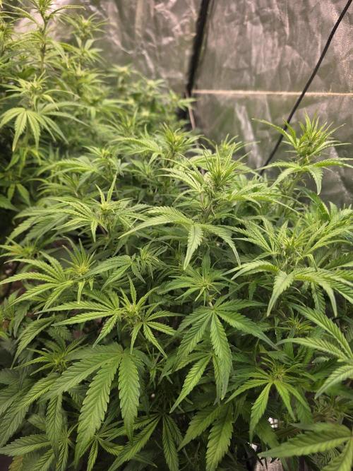 Fastbud Auto Mixed Zelt. Week 6