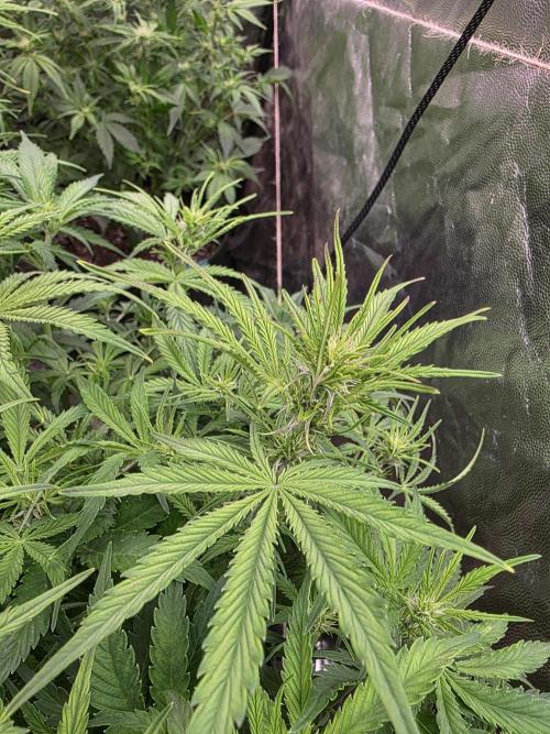 Fastbud Auto Mixed Zelt. Week 6