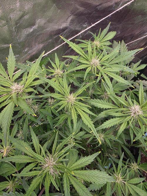 Fastbud Auto Mixed Zelt. Week 6