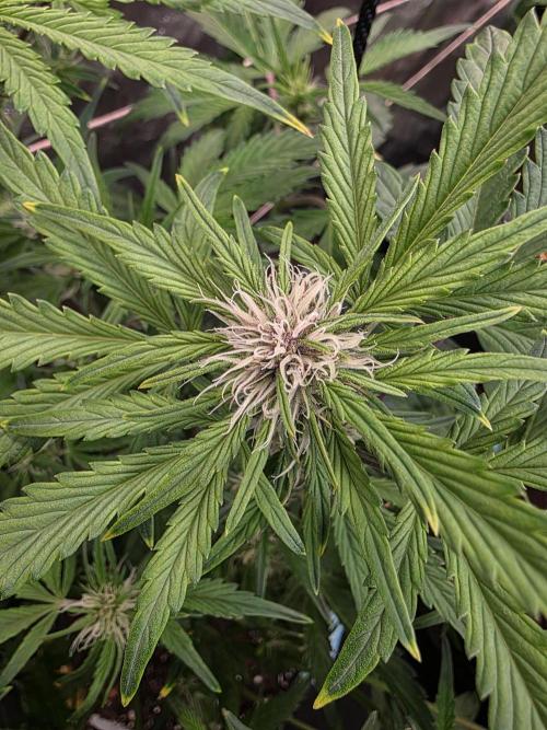 Fastbud Auto Mixed Zelt. Week 6