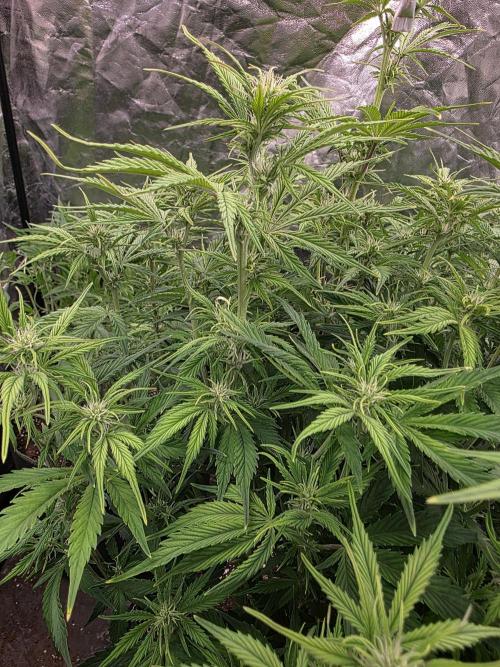 Fastbud Auto Mixed Zelt. Week 6