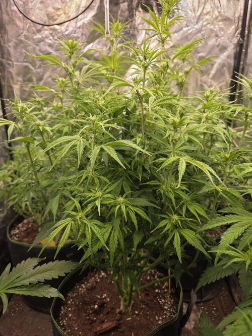 Fastbud Auto Mixed Zelt. Week 6