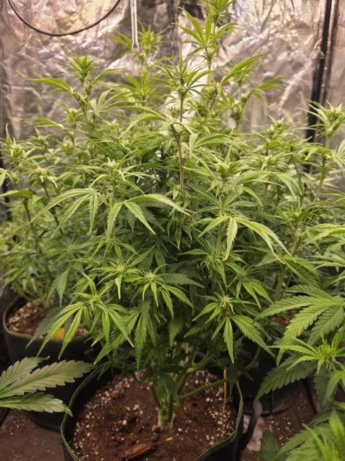 Fastbud Auto Mixed Zelt. Week 6