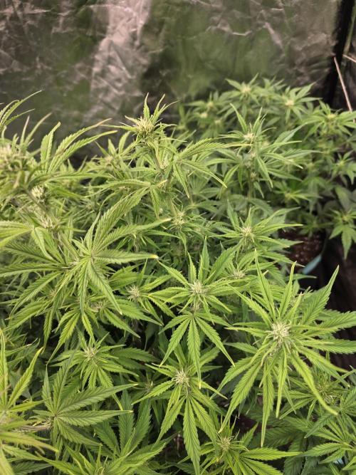 Fastbud Auto Mixed Zelt. Week 6