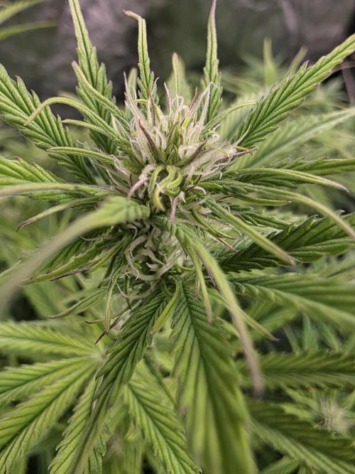 Fastbud Auto Mixed Zelt. Week 6