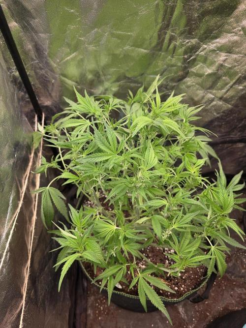 Fastbud Auto Mixed Zelt. Week 6