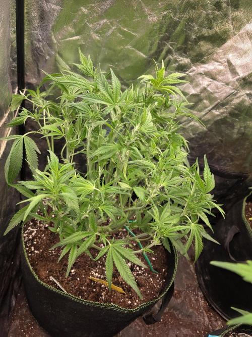 Fastbud Auto Mixed Zelt. Week 6