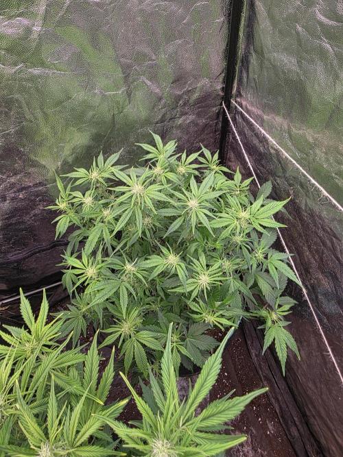 Fastbud Auto Mixed Zelt. Week 6