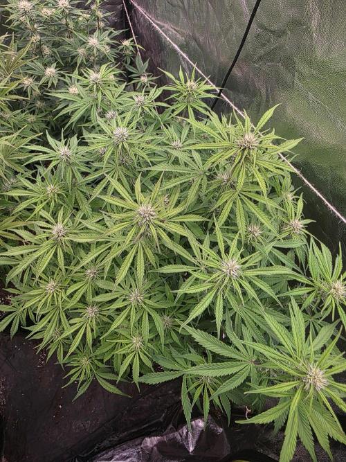 Fastbud Auto Mixed Zelt. Week 7