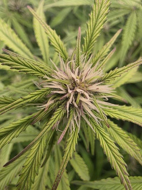 Fastbud Auto Mixed Zelt. Week 7