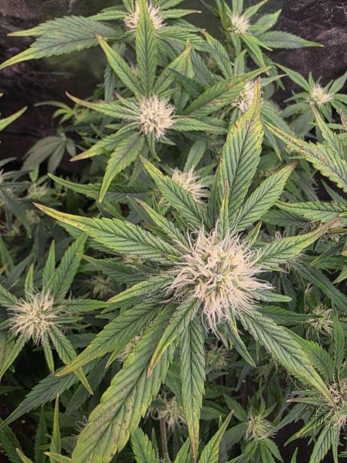 Fastbud Auto Mixed Zelt. Week 7