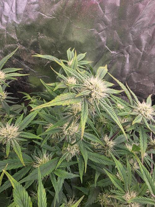 Fastbud Auto Mixed Zelt. Week 7