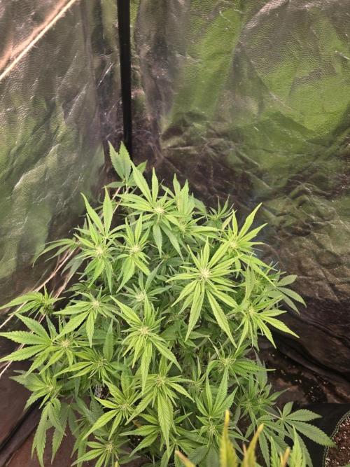 Fastbud Auto Mixed Zelt. Week 7